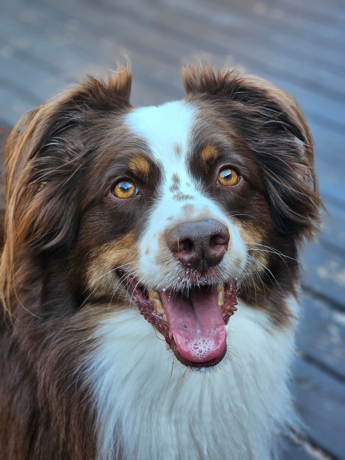 Счастливая собака — забота о здоровье с DogsDoc